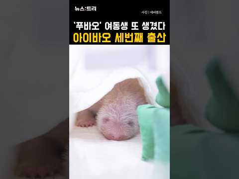 푸바오 여동생 또 생겼다…아이바오 세번째 출산