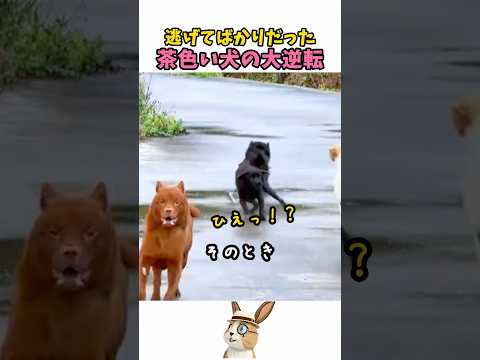 レトリバーの兄貴、登場