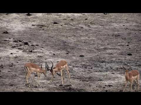 Djuma: Impala herd - 06:30 - 10/20/18