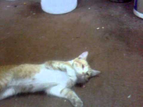funny cat song ksa