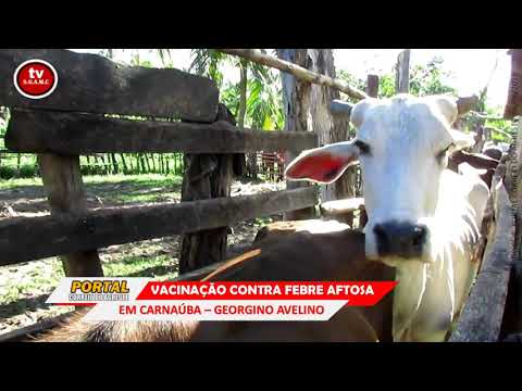 Prefeitura de Georgino Avelino realiza campanha de vacinação contra febre aftosa