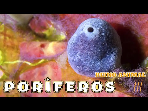 REINO ANIMAL - PORÍFEROS