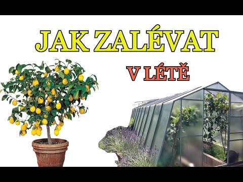 , title : 'JAK ZALÉVAT CITRUSY (A ROSTLINY V NÁDOBÁCH) V LÉTĚ | NÁVOD NA ZALÉVÁNÍ CITRUSŮ A ROSTLIN V KVĚTINÁČI'