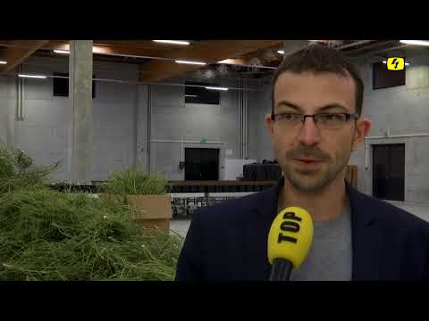 St.Galler Hanfbauer bekommt Tausend Franken für zerstörte Anlage