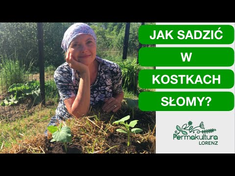 , title : 'JAK SADZIĆ W KOSTKACH SŁOMY?'