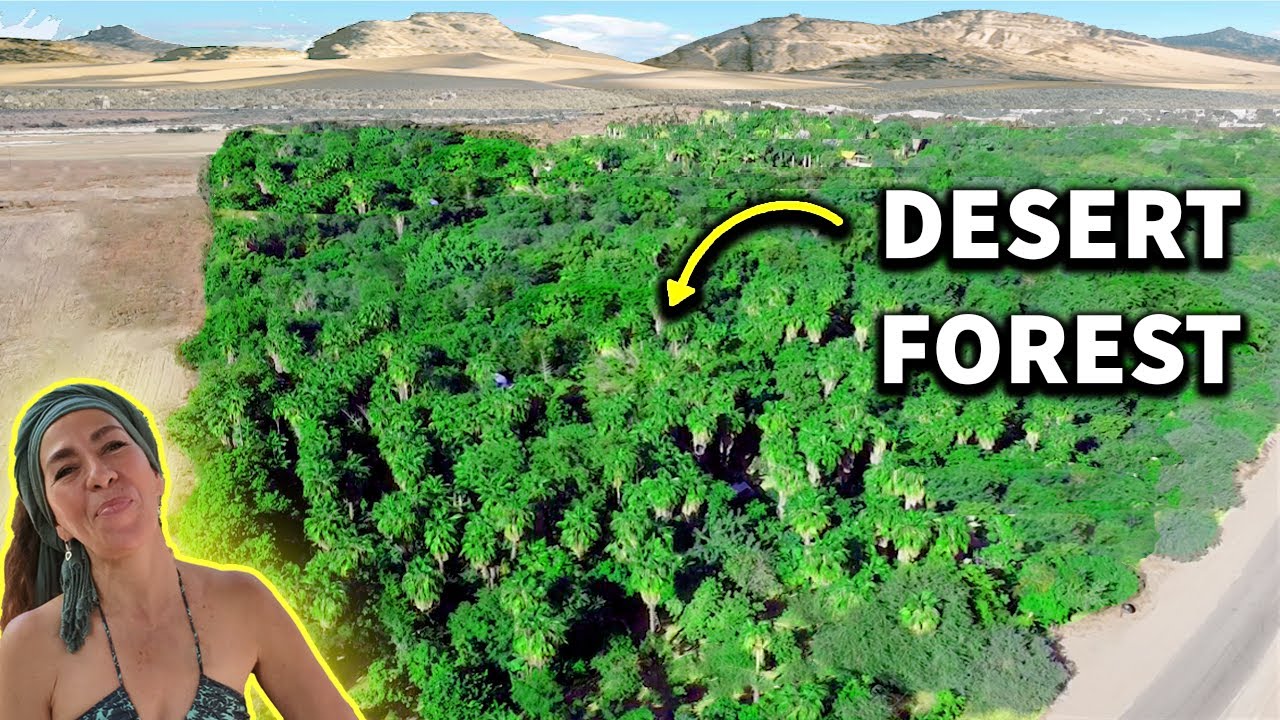 How This Woman Transformed Desert Into Lush Forest!