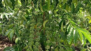 Download lagu thick, flexible coffee beans mp3