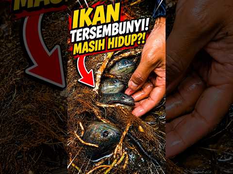 Found a LIVE Fish Hidden Inside Tree Roots! Part 2 😱🐟 #shorts