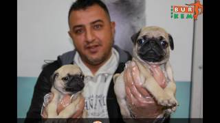 Aydın Satılık Yavru Köpekler 0536 651 81 81