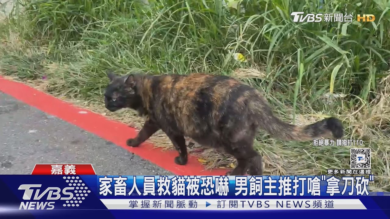 抓貓麻醉打中我的貓!男飼主怒嗆「拿刀砍」 下場慘了