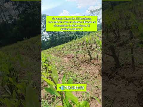 Se vende chaco en Entre rios de 4.3 hectáreas #tropico #chaco #ventacasa #lotesenventa