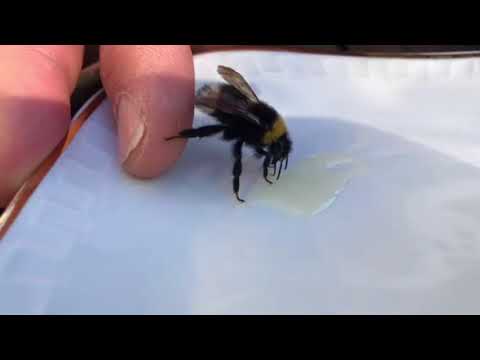 Trött humla får mat.... och piggnar till!