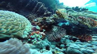 preview picture of video 'Diving Nusa Penida - crawling scorpionfish'