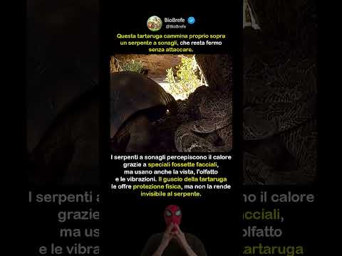 La tartaruga che cammina sopra un serpente a sonagli