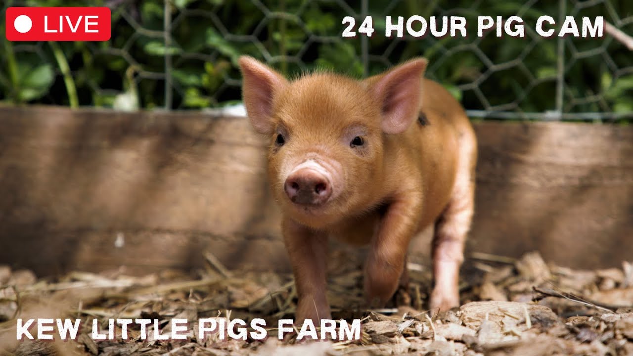 Micro-Pig 24/7 - Baby Piglets due any moment!
