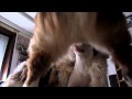 Sex Video