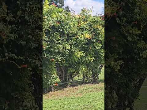 #mittidironak #nature #flowers #kudrat #travel #usatruckers #panjab #kitab #punjabiuniversty