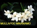 Mullapoo Manamo