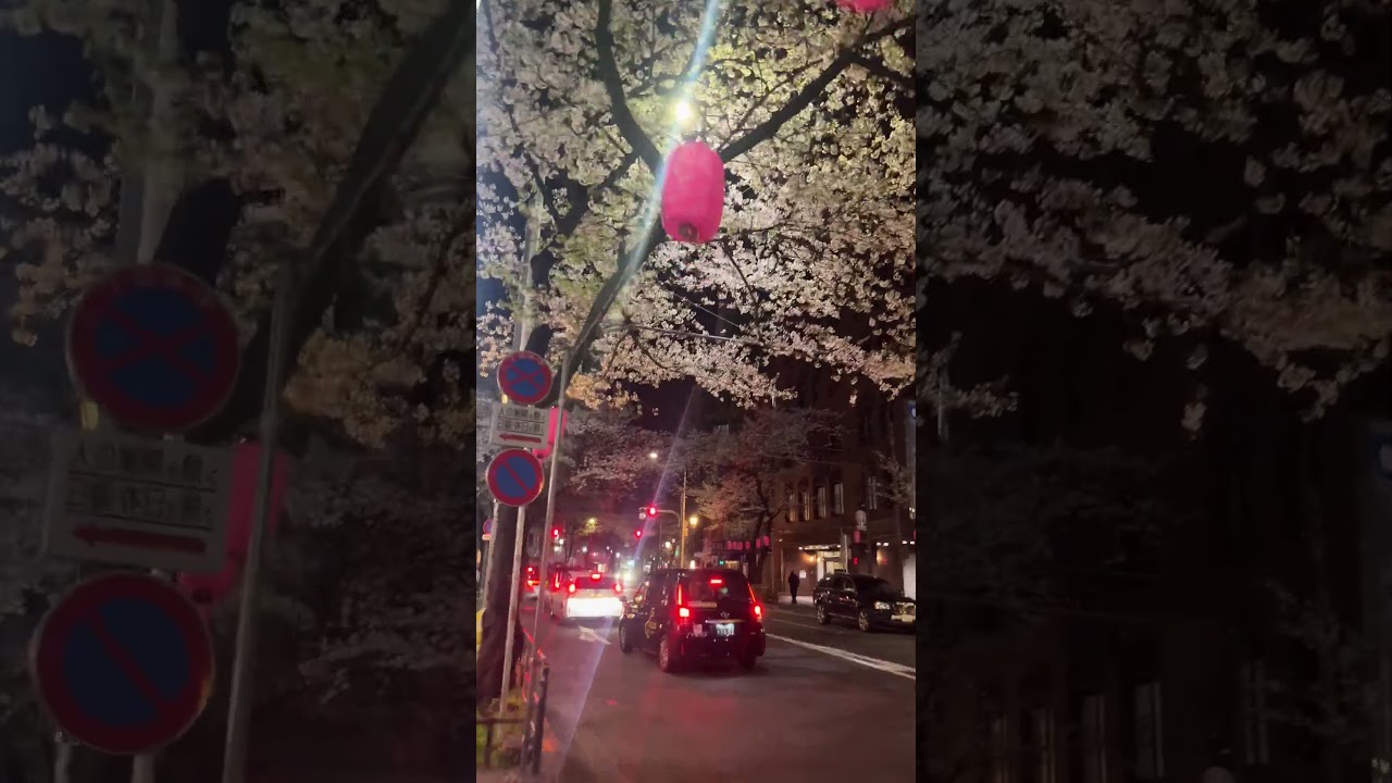 sakura 4月