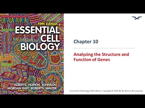 Analyzing Structure of Genes