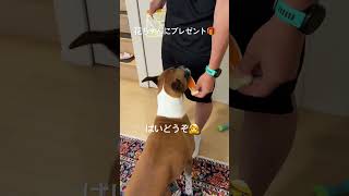 花ちゃんにプレゼント #保護犬との暮らし #保護猫と暮らす #犬と猫のいる暮らし #甘えん坊犬 #甘えん坊の猫