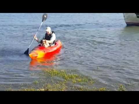 Cooper the Brittany in kayak