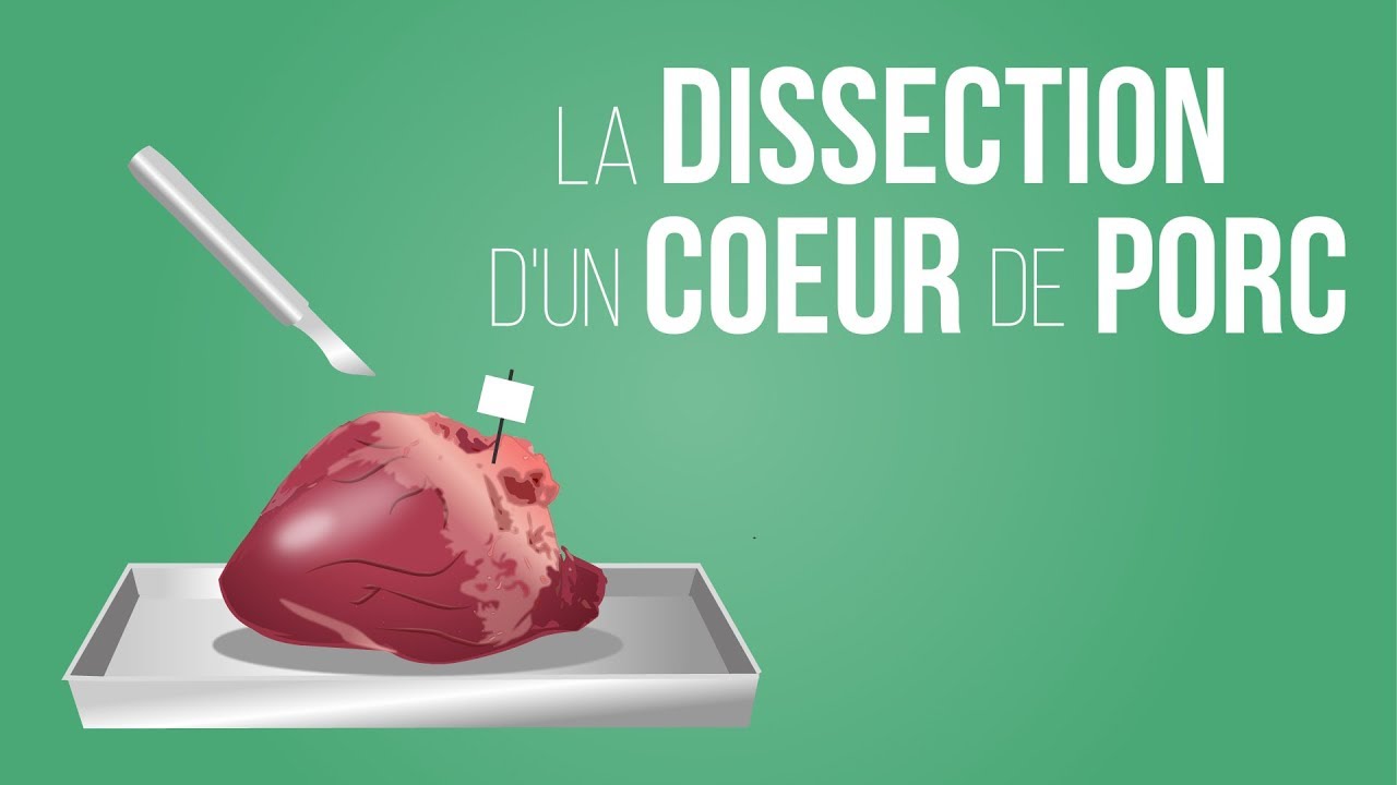 La dissection d'un coeur de porc