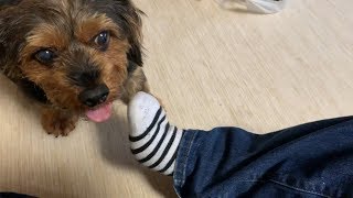 ２週間ぶりに家に帰った時の愛犬の反応が思ってたのと違った