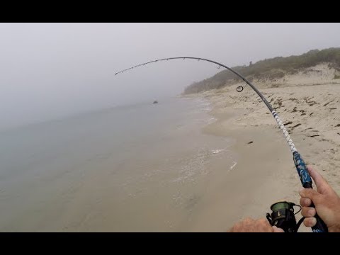 Tun (Albacore) fanges direkte fra stranden