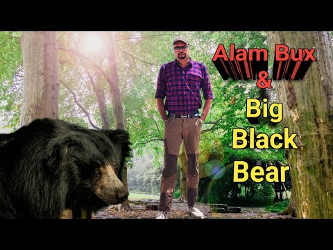 Alam Bux & Big Black Bear। Sloth Bear Of Mysore । Man Eater Sloth Bear। Wildlife Hunting Stories