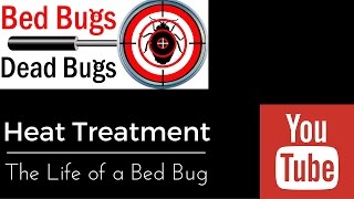 Bed Bugs Life Cycle
