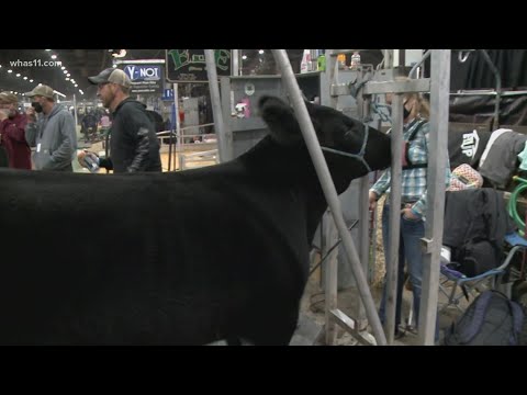 Cows, goats, pigs, oh my! Families continue tradition at livestock show in Louisville