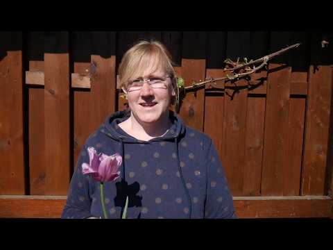 Die Tulpe - Frühblüher