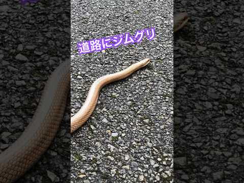 ヘビを遠ざけるにはどうすればいいですか？爬虫類から身を守るための 100% 天然のヒント  庭園