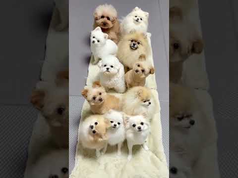 Anak anjing Lucu Lucu Bikin Gemes - baby dogs #shorts