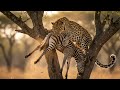 The 10 DEADLIEST Wild Cats On Earth Killers Of The Amazon Sahara And Himalayas