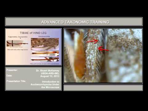 Auchenorrhyncha under the microscope - introduction