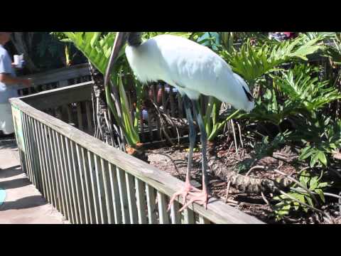 WOOD STORK AND WHITE EGRETS AT GATORLAND, ORLANDO, FLORIDA