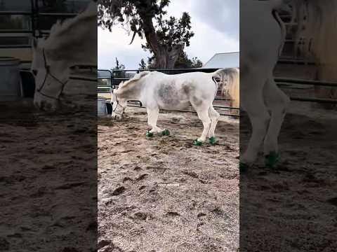 This New Horse Shoe Is Changing Everything