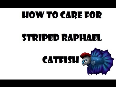 STRIPED RAPHAEL CATFISH CARE GUIDE