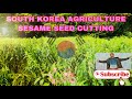 Cutting Sesame Seed In Korea