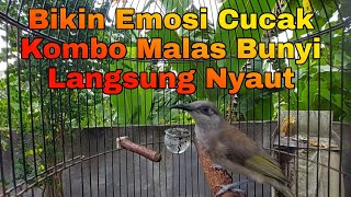 Download lagu Cucak Kombo Gacor Untuk Masteran Atau PAncingan Cucak Kombo Malas Bunyi Dan Burung Kicau Lainnya mp3 Download lagu Cucak Kombo Gacor Untuk Masteran Atau PAncingan Cucak Kombo Malas Bunyi Dan Burung Kicau Lainnya mp3
