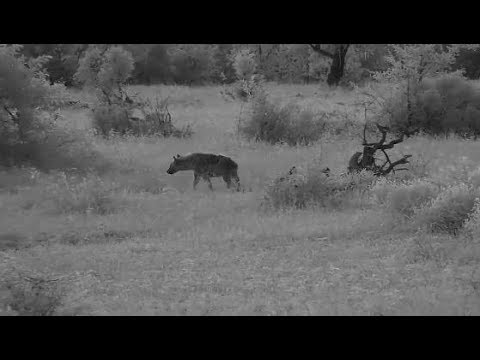 Djuma: Lone Hyena walks through - 05:11 - 01/16/2020