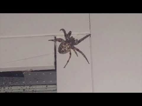 Spiders Web Around Community Building in Freehold, NJ