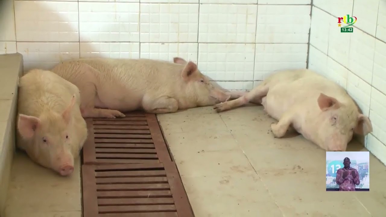 Koudougou a désormais un nouvel abattoir de porcs d’une valeur de plus de 199 millions de FCFA