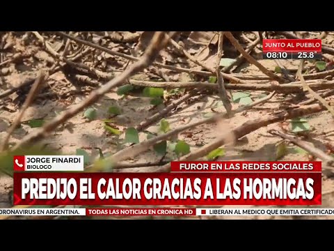 Insólito: ¡predijo la ola de calor gracias a las hormigas!