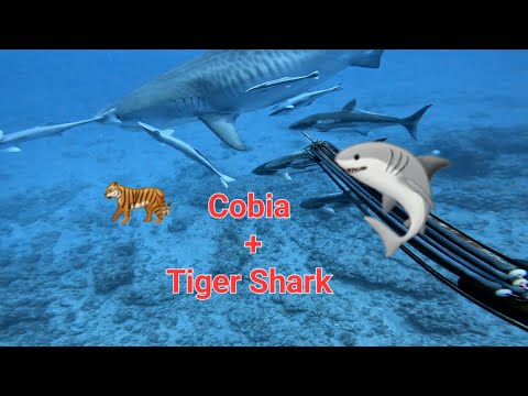 Full video of me spearfishing Big Cobia off Tiger 🐅 Shark 🦈
