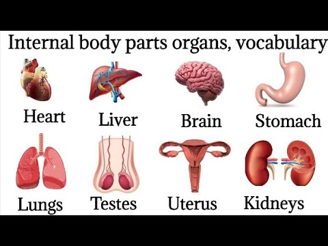 40 Basic Parts Of Body || Daily use English || Listen And Practice|| Internal Body Parts