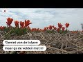 BOLLENVELDEN: 'Toeristen, laat de bollen met rust'