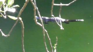 preview picture of video 'Platypus at Jenolan Caves NSW Ausralia'